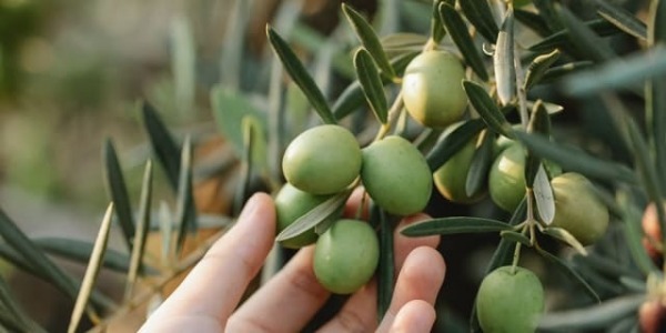 ¿Comprar aceite de oliva virgen extra sin filtrar o filtrado?