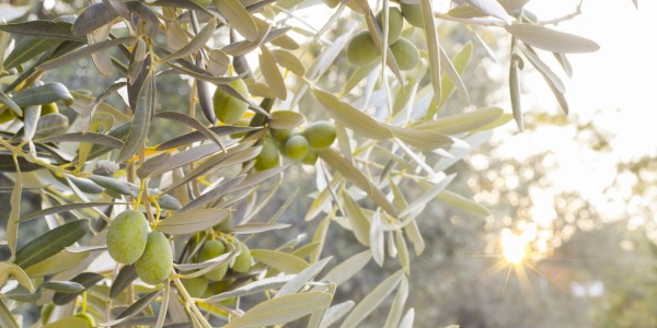  Aceite de Jaén: ¿es el mejor aceite de oliva andaluz?