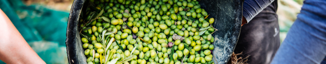 ¿Cómo se elabora el aceite de oliva ecológico?