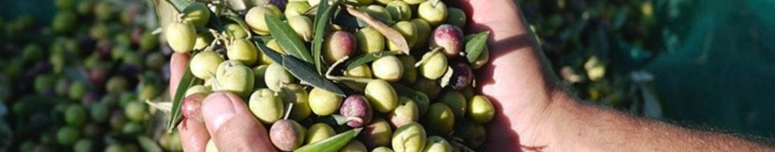 Oleoturismo: descubre la cata de aceite de oliva